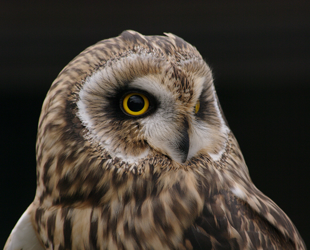 Owls of Ohio Lake Metroparks
